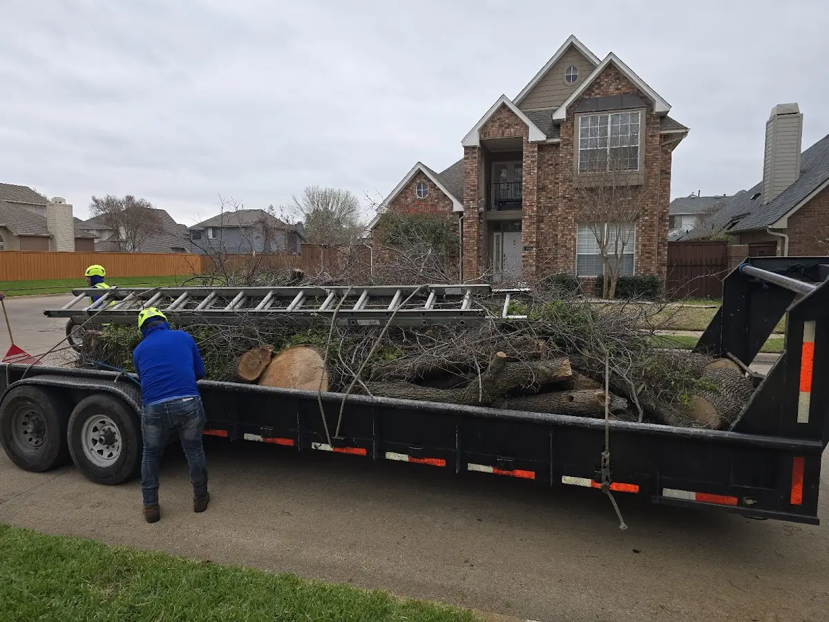 Expert Tree Pest Control with proper safety equipment in Zephyr